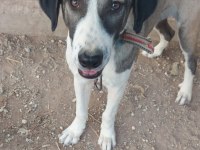 3 köpeğimizi sahiplendirme