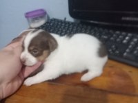 2 erkek yavru jack russell