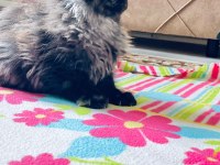 Güzel Maine coon bebekler