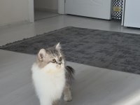 British longhair 3 yaşında