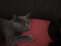 Şifacı pisi çuçu