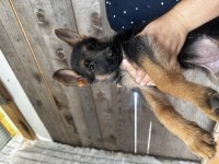 55 Günlük Alman Çoban Köpeği Yavruları