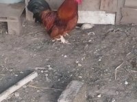 Acil satılık tavuk
