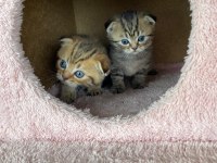 Safkan scottish fold doll face yavrularimiz