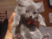 Sevimli british shorthair bebiş