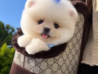 Orjinal Pomeranian Boo yavrumuz Moi