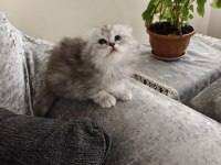 Scottish Fold Dişi