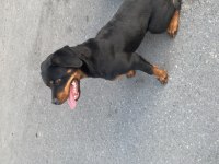 Şecereli 8 aylık dişi rottweiler