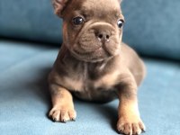 Blue French Bulldog Yavrularımız