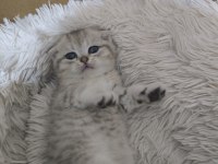 1.5 Aylık Scottish Fold Yavrularımız Sahiplendirilecektir