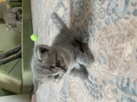 Muhteşem bebeklerimiz british shorthair