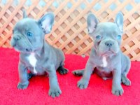 COMPACT LİLAC AND TAN QUAD FRENCH BULLDOG YAVRULAR İZMİR