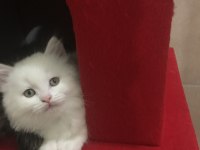 Pamuk babasının british longhair yavruları