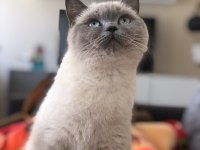 British shorthair kedisi