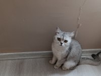 British Shorthair Kedimize Güzel Bir Aile Arıyoruz