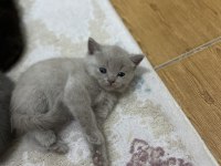 Kendi kedilerim oyuncu ve çok tatlı scottish fold