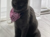 5 aylık dişi aşıları yapıldı sakin oyuncu