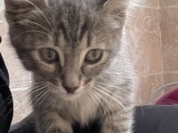 2 aylık kimsesiz tekir kediye acil yuva arıyoruz