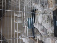 Albino muhabbet kuşu