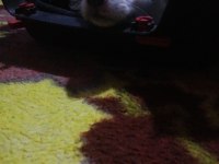 Dünya güzeli köpeğimiz arya