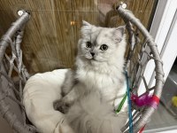 7 Aylık British Longhair Dişi