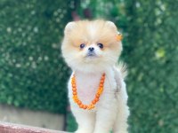 SEVİMLİ POMERANİAN BOO YAVRULARI
