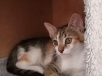 Yavru KEDİLER