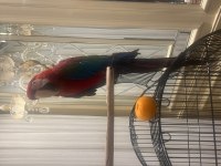 ARA MACAW PAPAĞANI
