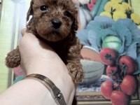Toy poodle yavrular