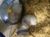 Hamster Yavrularımız 