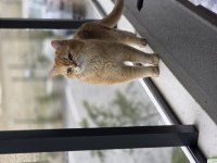 Şecereli Şampiyon British Shorthair Golden (Görüşülür)