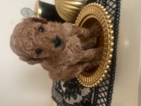 Sevimli mini TOY POODLE yavrularımız