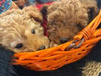 Safkan Toy Poodle
