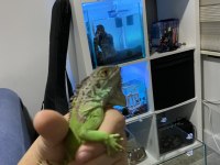 Evcil satılık çipli İguana