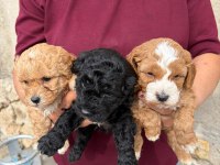 Sevgi Dolu Maltipoo Yavrular Yeni Ailesini Arıyor