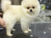 Safkan Garantili Pomeranian Yavrular