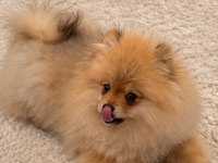 Pomeranian Teddy Bear Boo