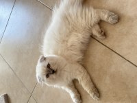 Scottish fold Longhair