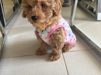 4 aylık dişi toy poodle yavru