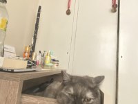 1 yaşında evcil aşıları tamam british shorthair