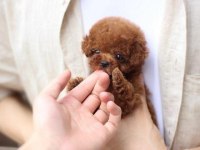 SAFKAN A KALİTE TOY POODLE BEBEKLERİM