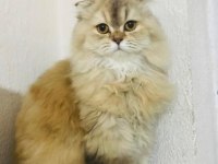 British yavrularımıza takip şartı ile yuva arıyoruz