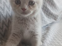 British shorthair ve scottish fold sahiplendirme