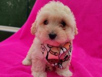 Yavru Maltipoo Köpeği
