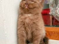 Safkan ayı surat CİNNEMON british shorthair disi