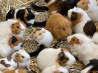 Guineapig Yavrular Aynı Gün Set Halinde Teslim Edilir