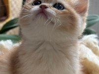 Teslime hazır golden british shorthair