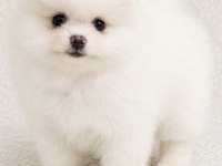 Pomeranian Boo Aşılı