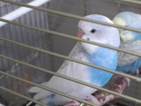 Erkek Muhabbet Kuşu Yavrusu