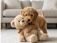 Toy Poodle Köpeklerimiz İçin Ulaşın